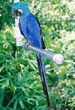 Macaw
