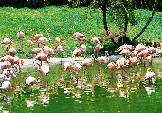 Flamingos