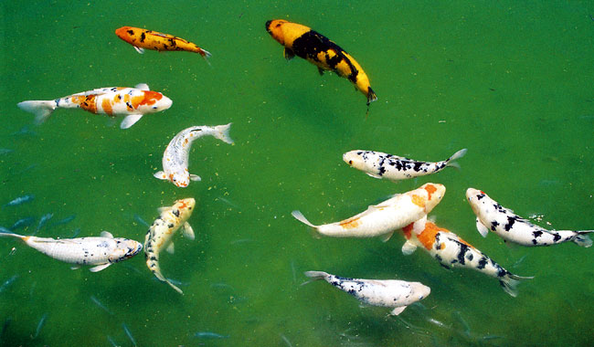 Goldfish