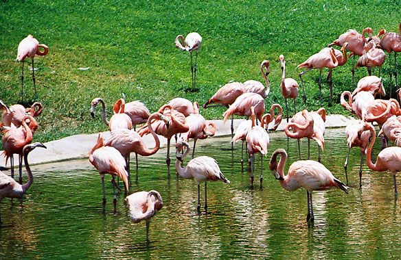Flamingos
