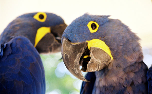 Macaws