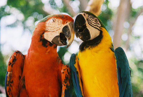 Or lovers?