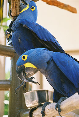 Macaws