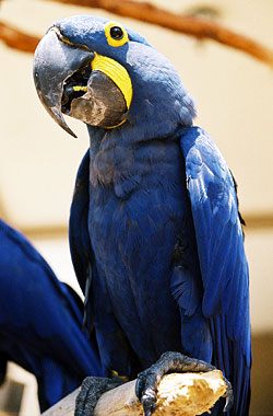 Macaw