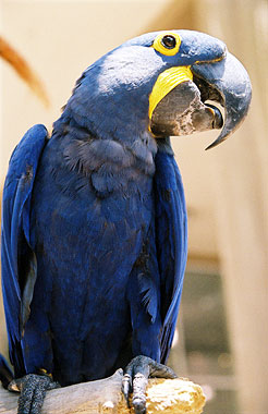 Macaw