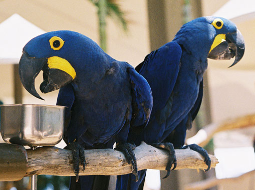 Macaws