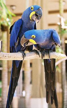 Macaws