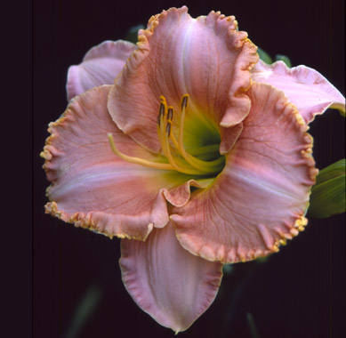 Daylily