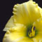 Daylily