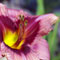 Daylily