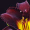 Daylily
