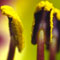 Daylily