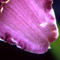 Daylily