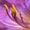 Daylily