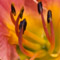 Daylily