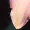 Daylily