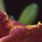 Daylily