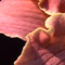 Daylily