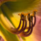 Daylily